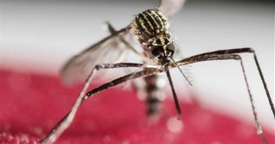 Zika and the Mentality of Control