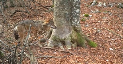 You Won't Believe How Many Creatures Visit This Tree in Italy
