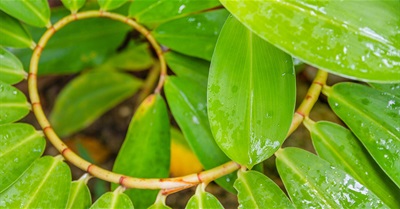 Why We Need to Democratize Education