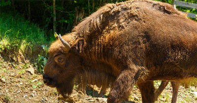 ReWilding Europe, One Bison at a Time