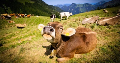 Idaho Ag-Gag Law Struck Down as Unconstitutional