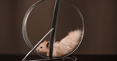 The Hedonic Treadmill and How to Get Off