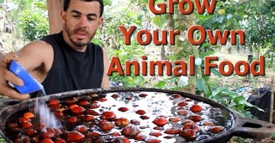 Grow Your Own Animal Food "Living Permaculture" Episode 2 with Brendon McKeon