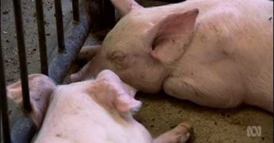 Antibiotics Have Saved Millions Of Lives, But Their Misuse And Overuse Is Making Them Less Effective As Bacteria Develop Resistance