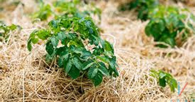 Smart and Eco-Friendly Gardening