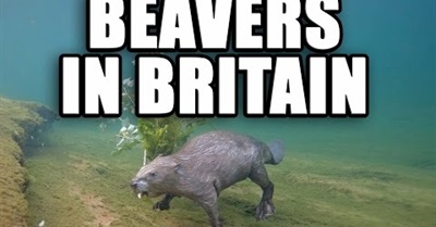 Beavers In Britian