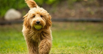 Poodle and Goldendoodle puppy for Sale in India