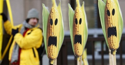 Genetically Modified Foods in America