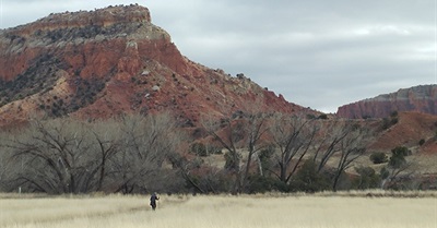 Learning to See in the Dark Amid Catastrophe: An Interview With Deep Ecologist Joanna Macy