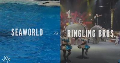 SeaWorld Vs Ringling Bros.