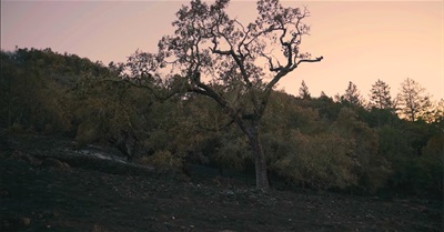 Reflection: A California Fire Story