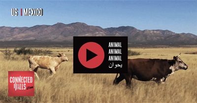 Connected Walls - US/Mexico - Film on Topic #animal