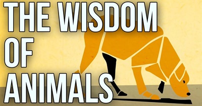 How Animals Can Teach Us to Be Kind, Love and Appreciate Life and Each Other