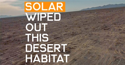 Desert Apocalypse: How Solar Projects Affect Desert Habitats