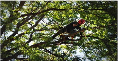 Services Provided by a Certified Arborist in Charlotte, NC