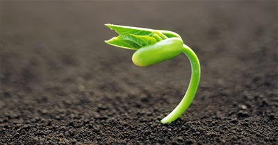 "the quiet revolution"