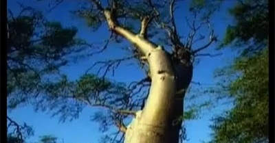 MORINGA Oleifera Tree Benefits