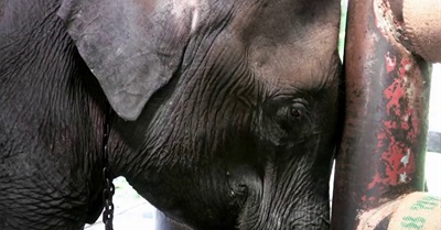 Eyes of Thailand - Official Trailer