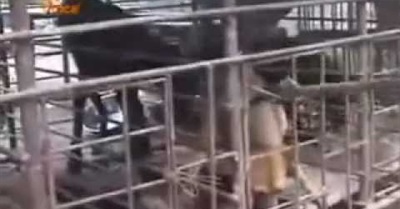 "Nobody touch the Dog": Public Petition to save Dogs in China