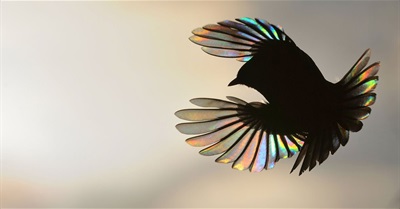 10 Stunning Images from the Wildlife Photographer of the Year People's Choice Award