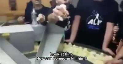 Cop Gets Challenged To Grind Baby Chicks Alive in Israel