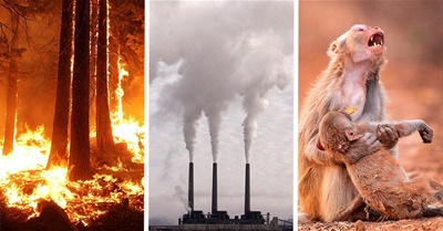 The Cries of the Earth