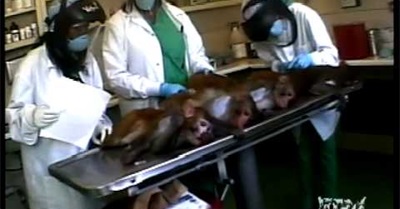 Exploring Rights for Animals