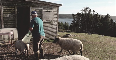 Shearing Sheep (Heart's Content)
