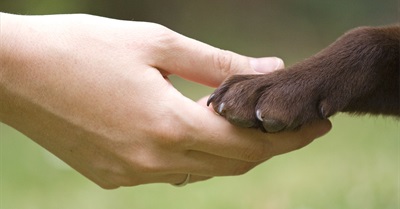 5 Reasons Animal Rights Are A Feminist Issue