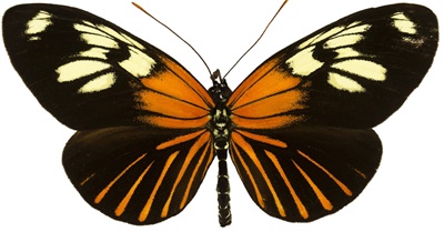 'The Impossible Has Already Happened': What Coronavirus Can Teach Us About Hope