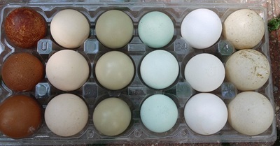 We're Living in Pandemic Times - a Chicken and Egg Problem