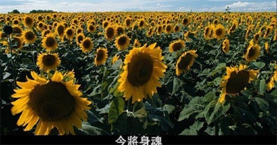 Sunflowers Everywhere 遍地開花