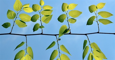 People-Centered Developments for Reduced-Energy Living