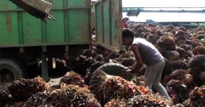 The Sustainability Lie