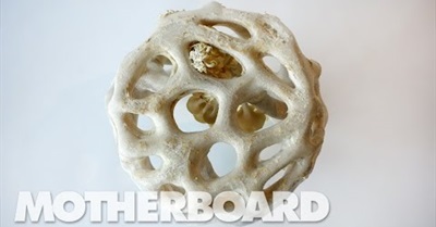 Fungus: The Plastic of the Future