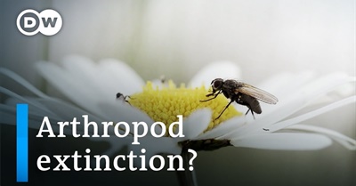 The Silent Summer: Why Are Insects Dying?