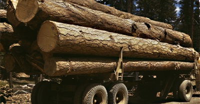 How Europe's Climate Policies Led to More U.S. Trees Being Cut Down