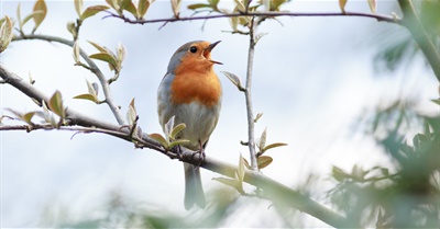Brother Richard Hendrick Wrote a Poem About the Coronavirus. It's Beautiful.