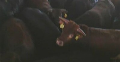 Israeli Abattoir Abuse - Australia's Live Export in Question