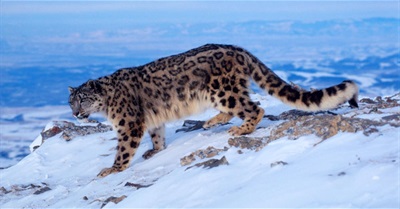 Rare Footage Reveals the Wild, Elusive Lives of Snow Leopards