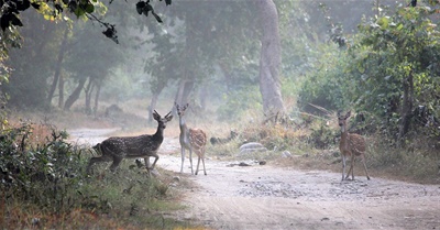 Dhikala forest rest house booking