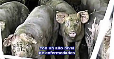 Ruleta Genética, El Juego de Nuestras Vidas (2012) - Genetic Roulette, The Gamble of Our Lives