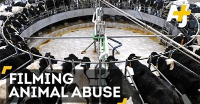 Animal Welfare Victory As Idaho Court Strikes Down Ag-Gag Law