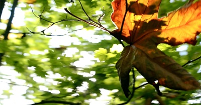 Burnaby Mountain Documentary Trailer #2