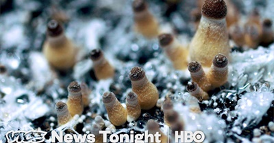 How Denver Decriminalized Magic Mushrooms