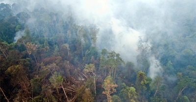 Indonesia's Forest Fires Threaten Orangutan Habitat