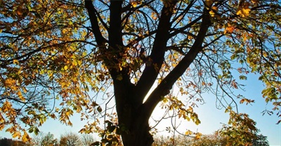 The Meek Be Damned on Global Warming