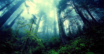 A Tale of the Great Pause