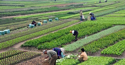 Saving Japan's seed heritage from “free trade”