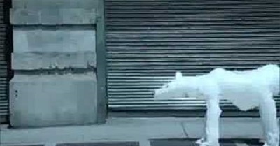 Polar Bears X Joshua Allen Harris